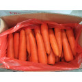 New crop Chinese carrot for wholesale top grade red natural carrots